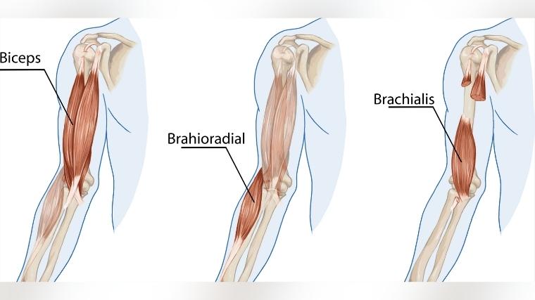 Anatomy chart of biceps muscle