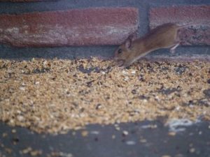 Winning the Battle Against Rats: Pest Control Mastery